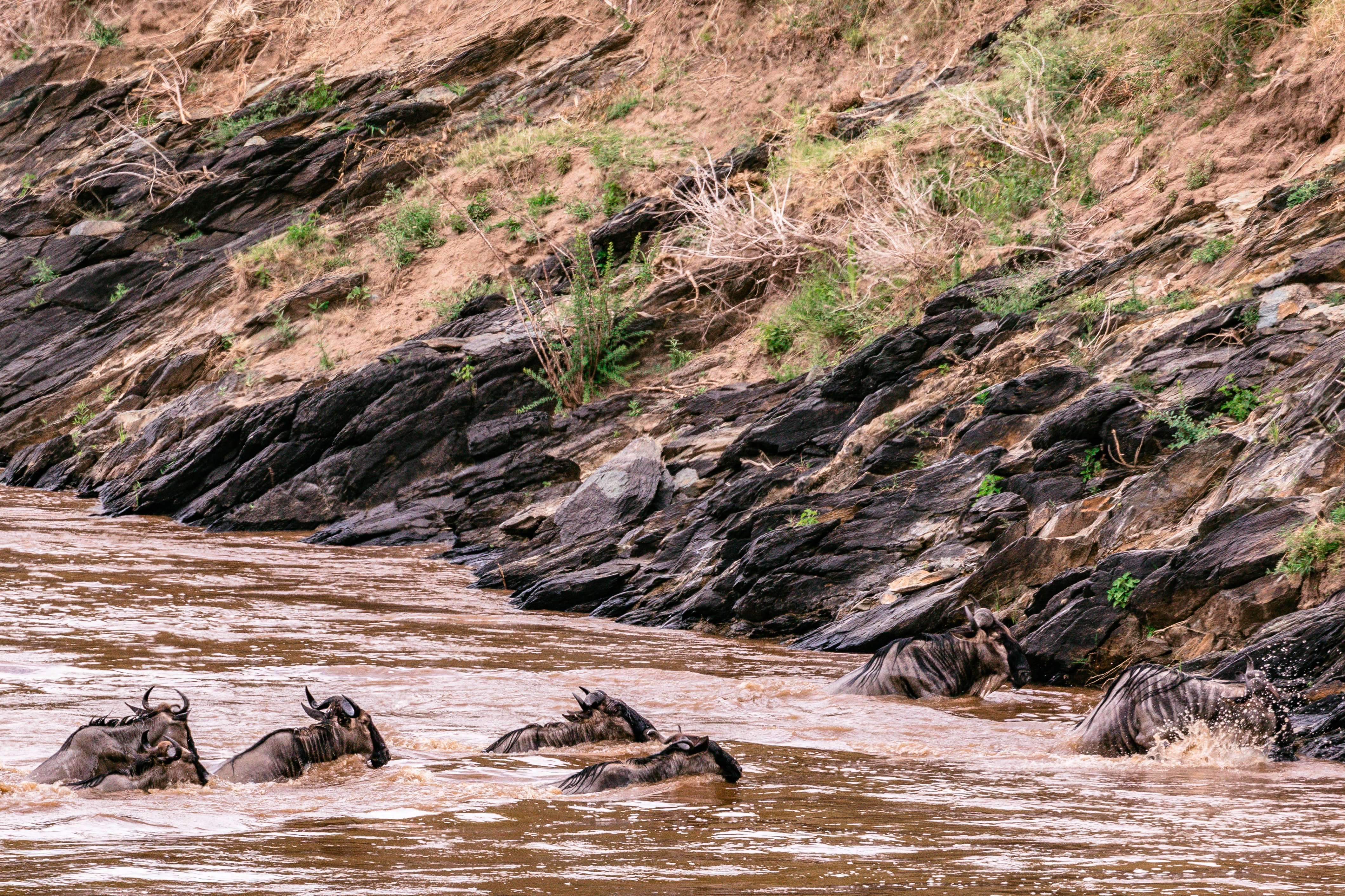  Best 6 days Serengeti Migration Mara River Safari Tour Packages