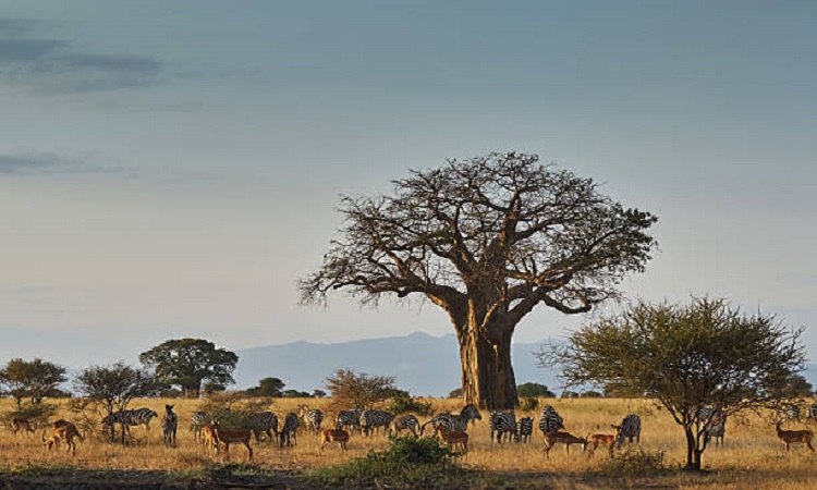 4 days Tanzania private luxury safari packages to Tarangire, Manyara & Ngorongoro Crater