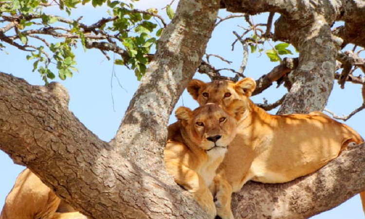 Private Safari 5 Days Tarangire, Serengeti, and Ngorongoro Crater