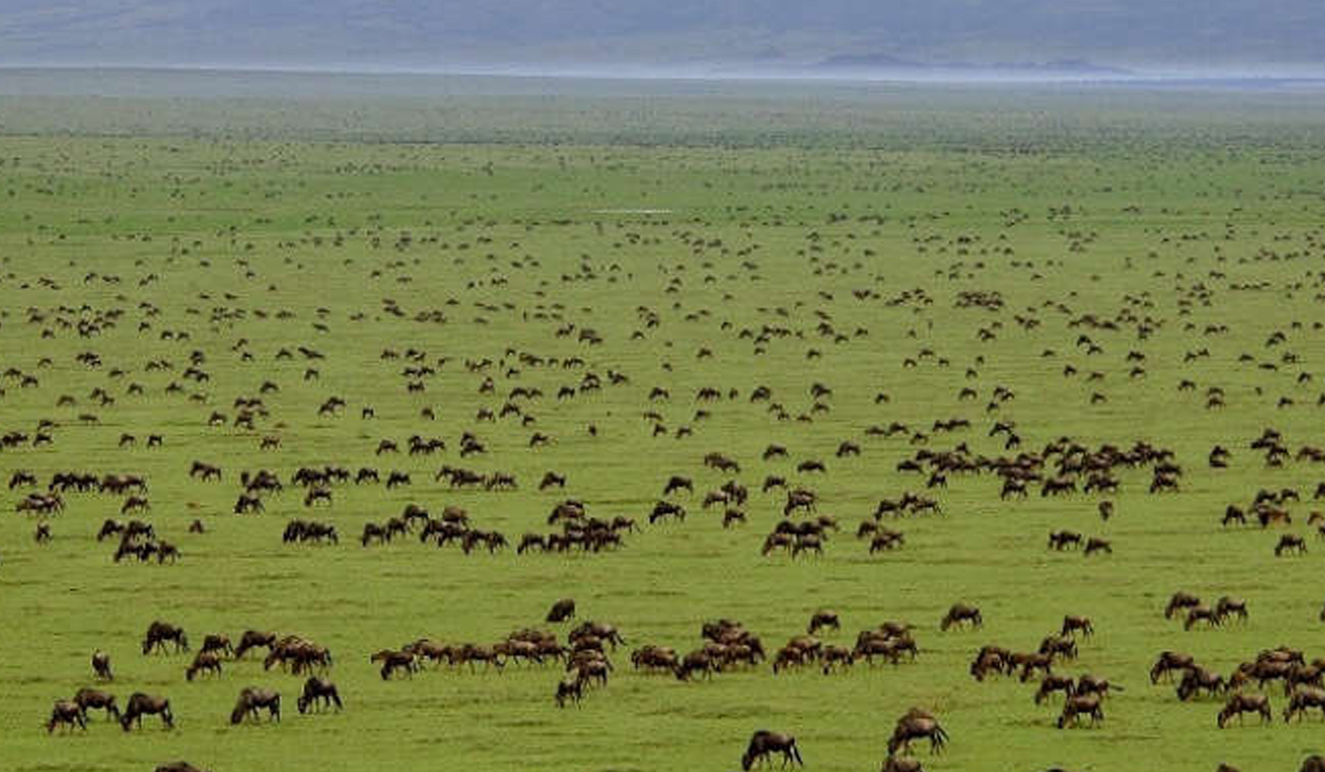 4 days Tanzania safari to Serengeti, Lake Manyara & Ngorongoro crater