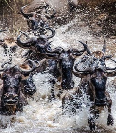 7 Days River crossing Serengeti migration private Safari